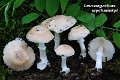 Leucoagaricus wichanskyi-amf1195